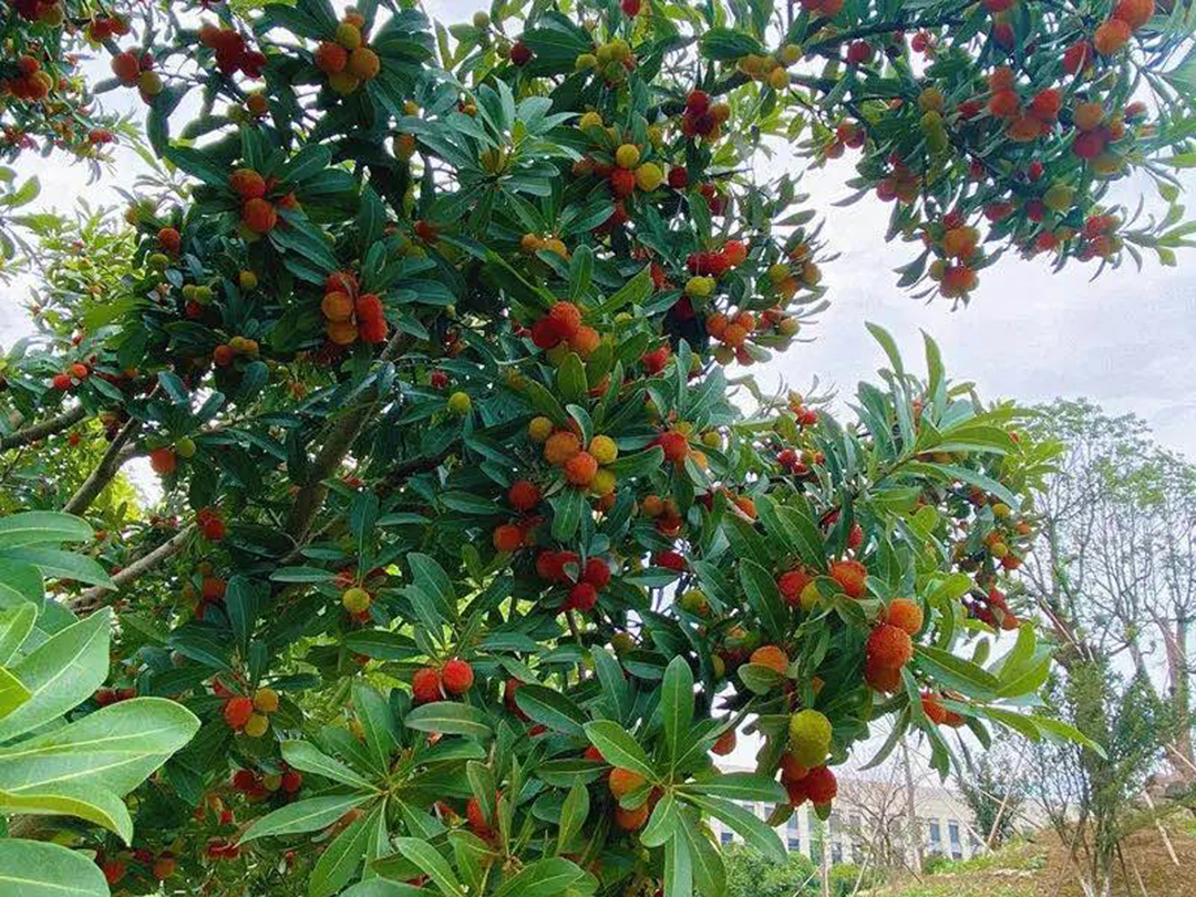 風(fēng)景這邊獨(dú)好！東大環(huán)境美景一覽，請(qǐng)查收